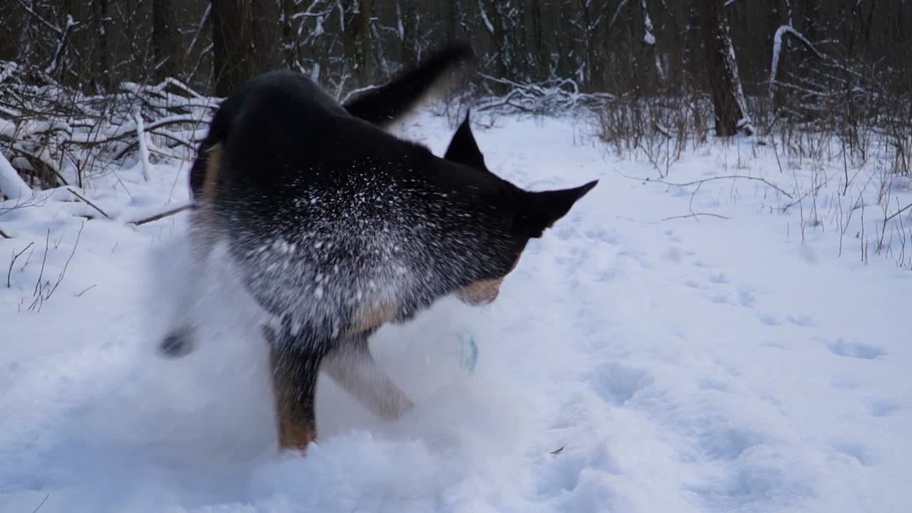 perro kelpie negro y marrón corriendo hacia la cámara para atrapar un juguete azul sobre la nieve