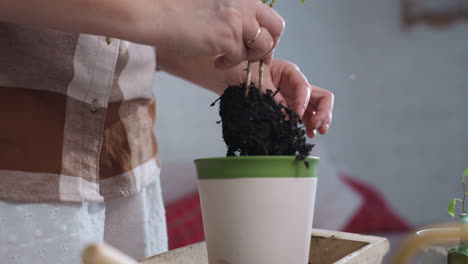 young woman bending knees in rhythmic motion while guiding young plant roots into plastic pot filled with fresh soil on indoor table, capturing gentle planting action under soft light