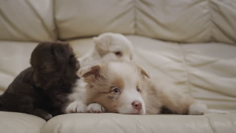 several cute puppies are lying on the sofa in the living room