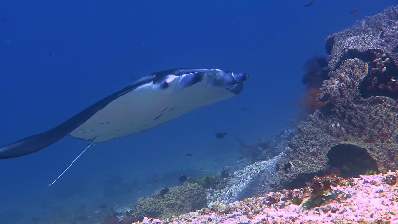 un encuentro cercano con una mantarraya nadando más allá de un afloramiento de coral