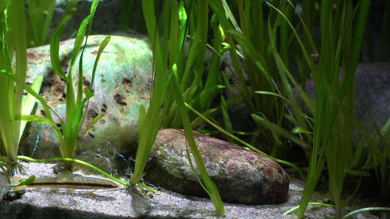Ferskvandsfisk - Slank shinner i Danuri Akvarium Danyang by, Sydkorea