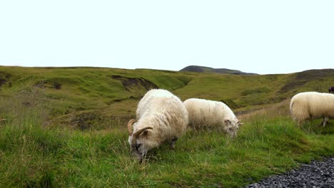 three wild islandic sheeps eating grass in the middle of the mountains