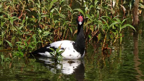 Eine-Elstergans-Schwimmt-In-Einem-Teich-In-Australien