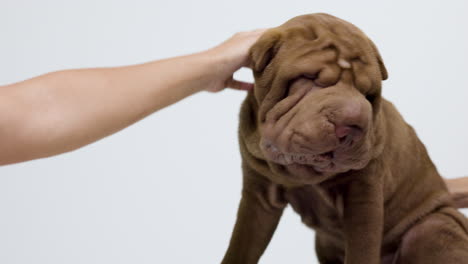 shar pei dog puppy lying down against white background