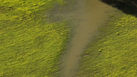 Green,-calming-scenery-of-wetlands,-partially-flooded-by-the-Wolf-River,-TN