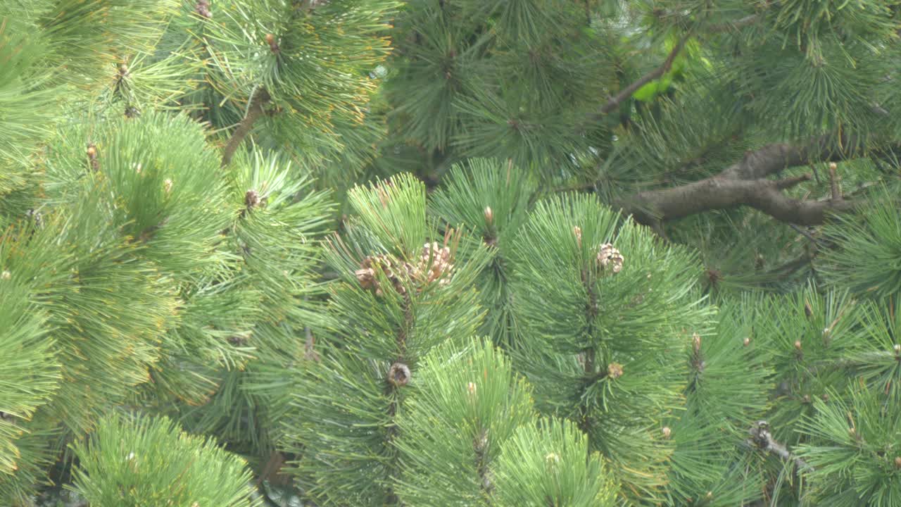 Pine Needle Tree in nature wind