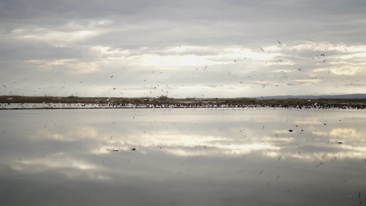 Birds over a Wetland at Sunrise/Sunset