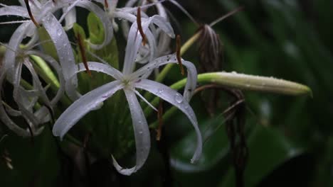 swamp lily covered in raindrops after rainstorm, close up, handheld