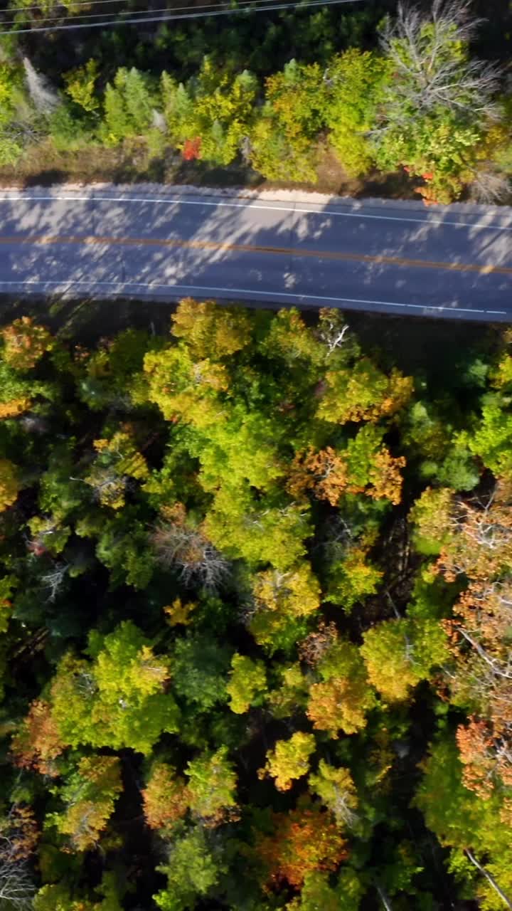 A quiet two-lane road runs through a thick forest where vibrant autumn leaves create a mosaic of green, yellow, and orange from an overhead view