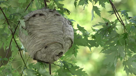 A-paper-wasp-nest-hanging-from-a-tree-in-the-woods-in-the-wilderness-in-the-summertime