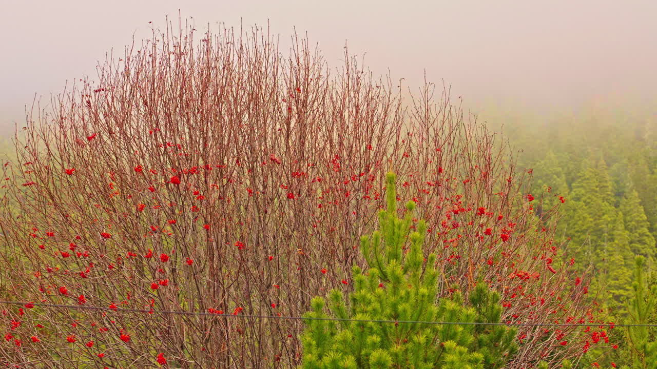 Rote Beeren an kahlem Strauch in nebligem Wald