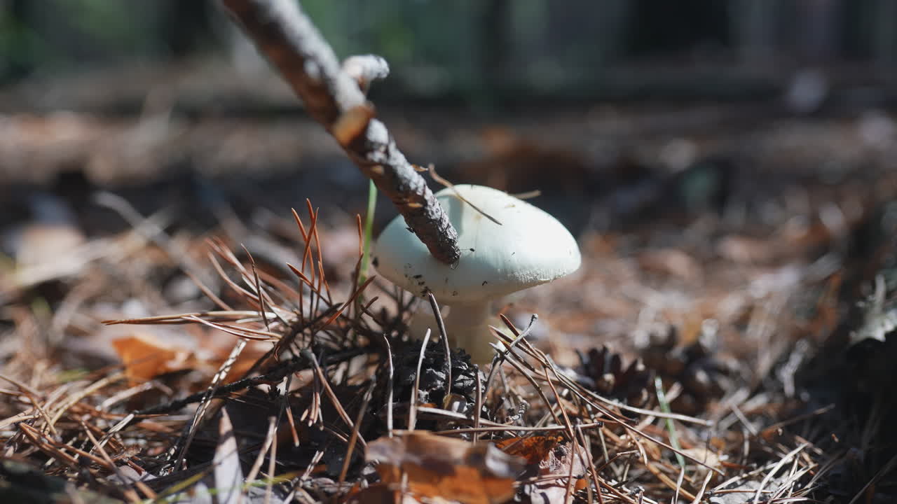 Hvit sopp i skogen
