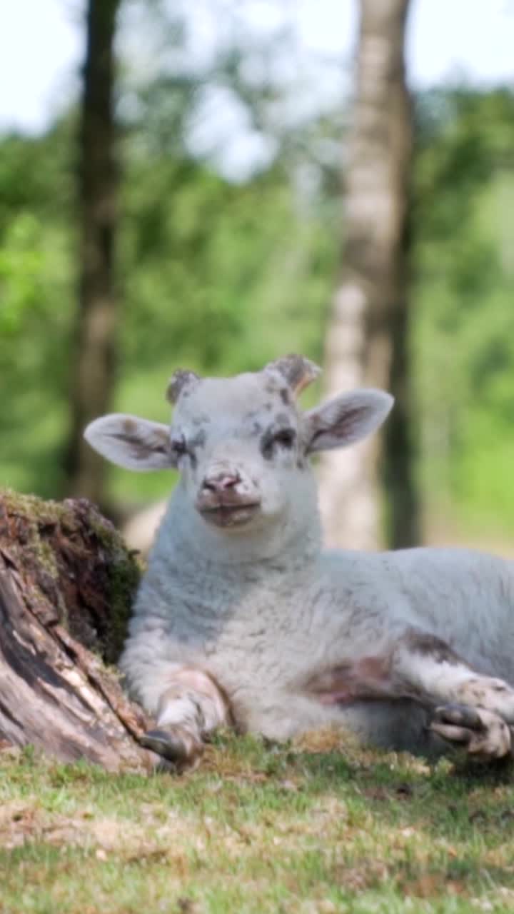 Adorabile agnello bianco che riposa in una foresta