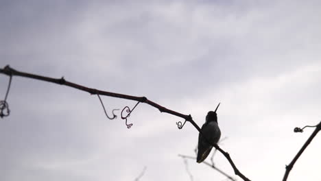 a hummingbird in silhouette flying fast and landing on a small branch to rest after collecting nectar and pollinating plants and flowers