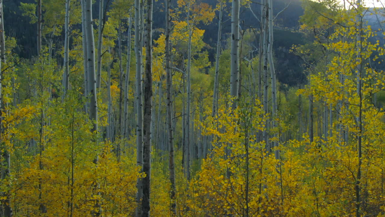 bosque de árboles de abeto caída otoño colores amarillos y verdes avión no tripulado cinematográfico tarde de la tarde nieve montaña independencia kebler pasar ashcroft tarde amanecer puesta de sol hora de oro lentamente hacia adelante movimiento