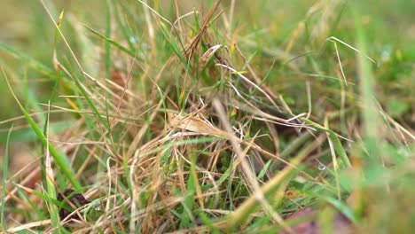 extreme close up on a clump of green grass with dew on it