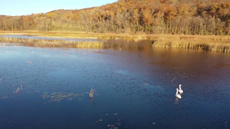 autumn landscape with swans on a lake