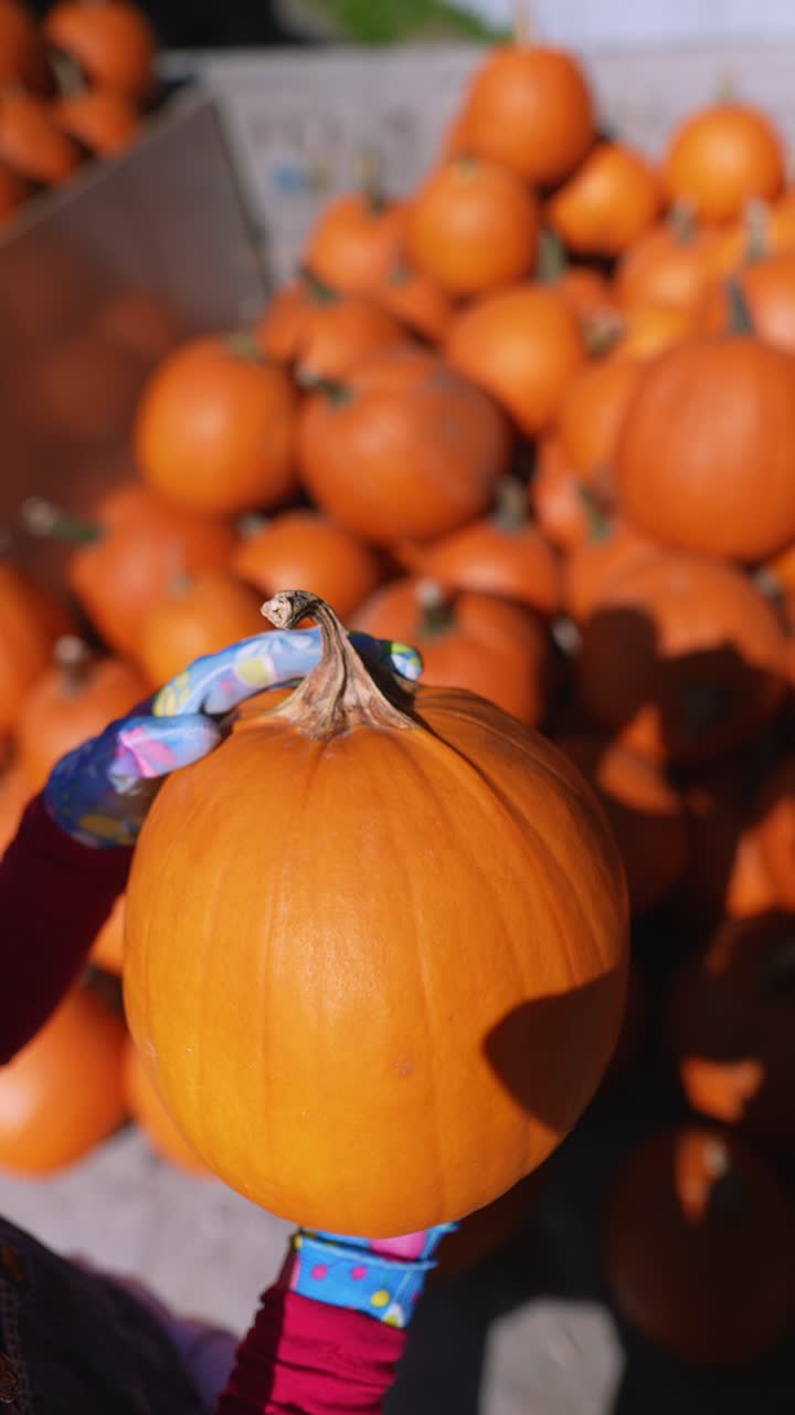 persona que sostiene una calabaza en un parche de calabaza