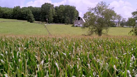 Antena-De-Campo-De-Maíz-Cerca-De-Galax-E-Independencia-De-Virginia