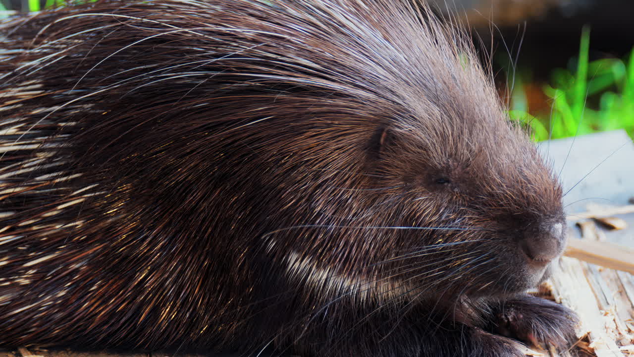 Close up of a porcupine sitting on a wooden platform at the zoo
