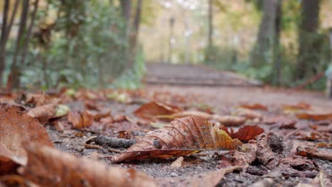 people walk along in park path with fallen leaves in autumn.