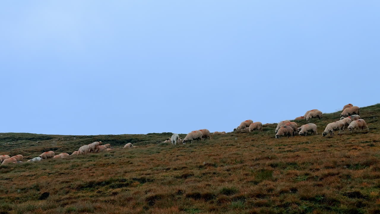 Sheep herd walking on a grassy alpine hill. A wide shot captures the animals grazing on the steep terrain in the mountains