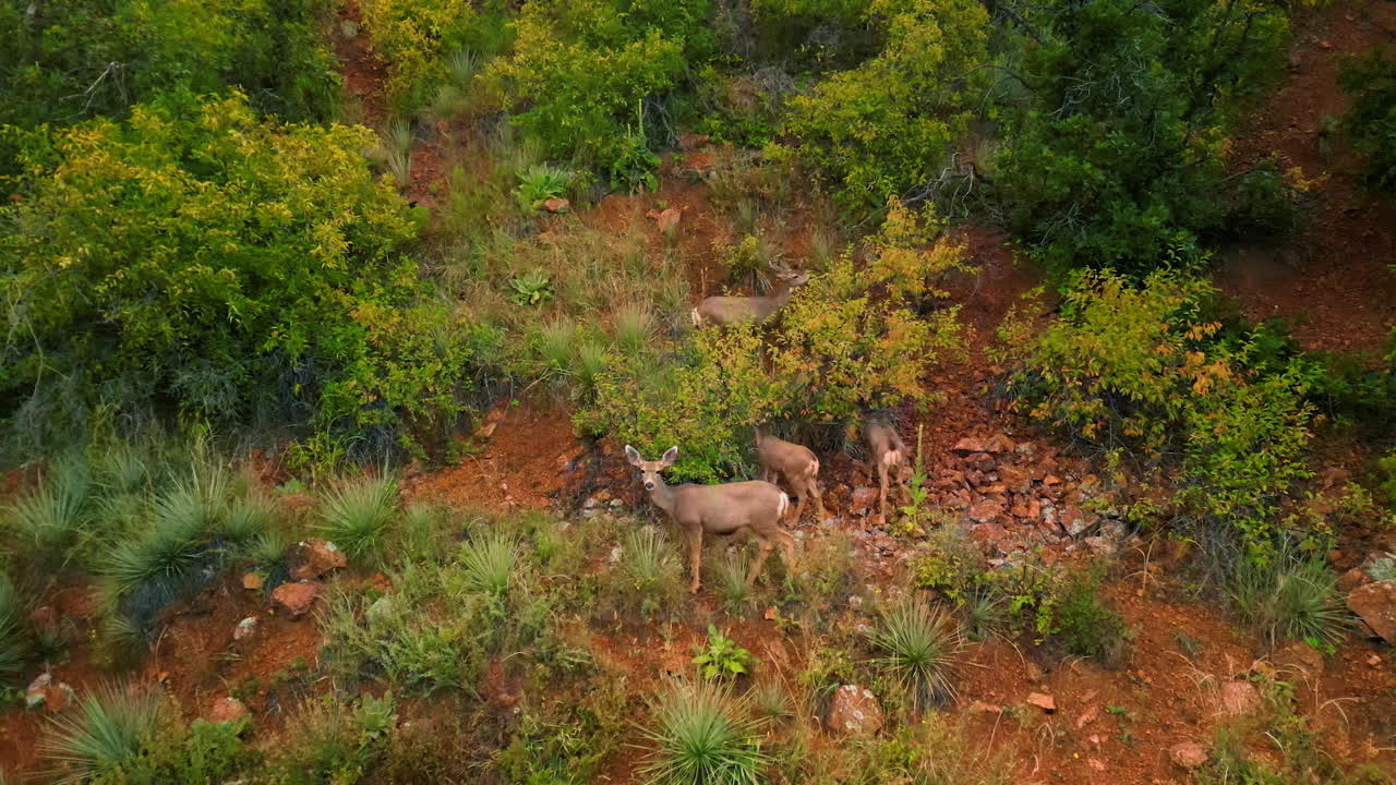 Adorable white-tailed deer standing on the mountain slope. Wild animals grazing in the rocks. Bentonite Hills in Capitol Reef National Park, Utah, United States