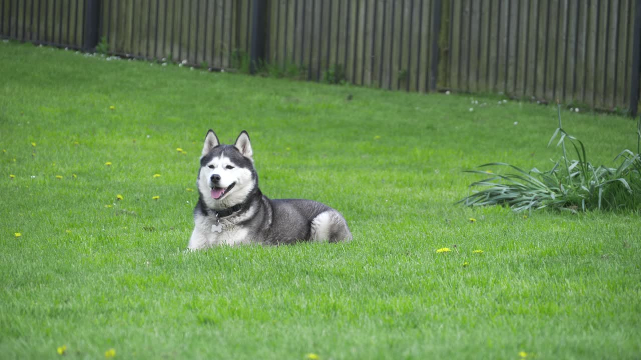 초록색 초원에서 시베리아 허스키 스 ⁇  비디오