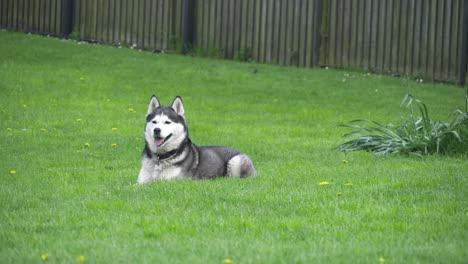 Siberian-Husky-on-a-green-meadow-Stock-Video