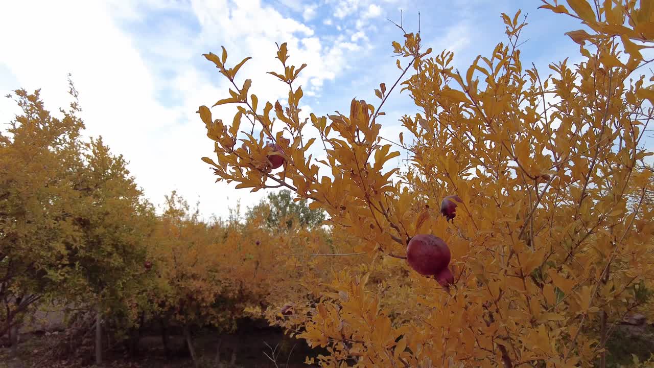 Pomegranate tree in a sunny day in Morocco Egypt middle east Asia Iran white clouds in clear day in blue sky golden leaves of fresh pomegranate tree yellow color garden hanging fruits red ripe orchard