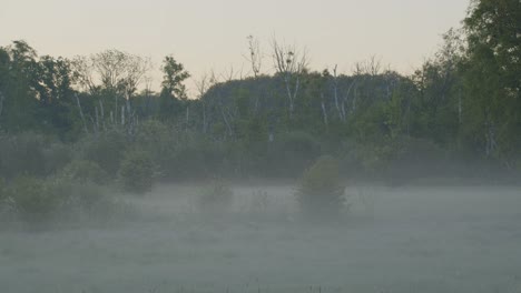 Einige-Büsche-Und-Bäume-Am-Frühen-Sommermorgen-In-Einem-Feld-In-Dänemark