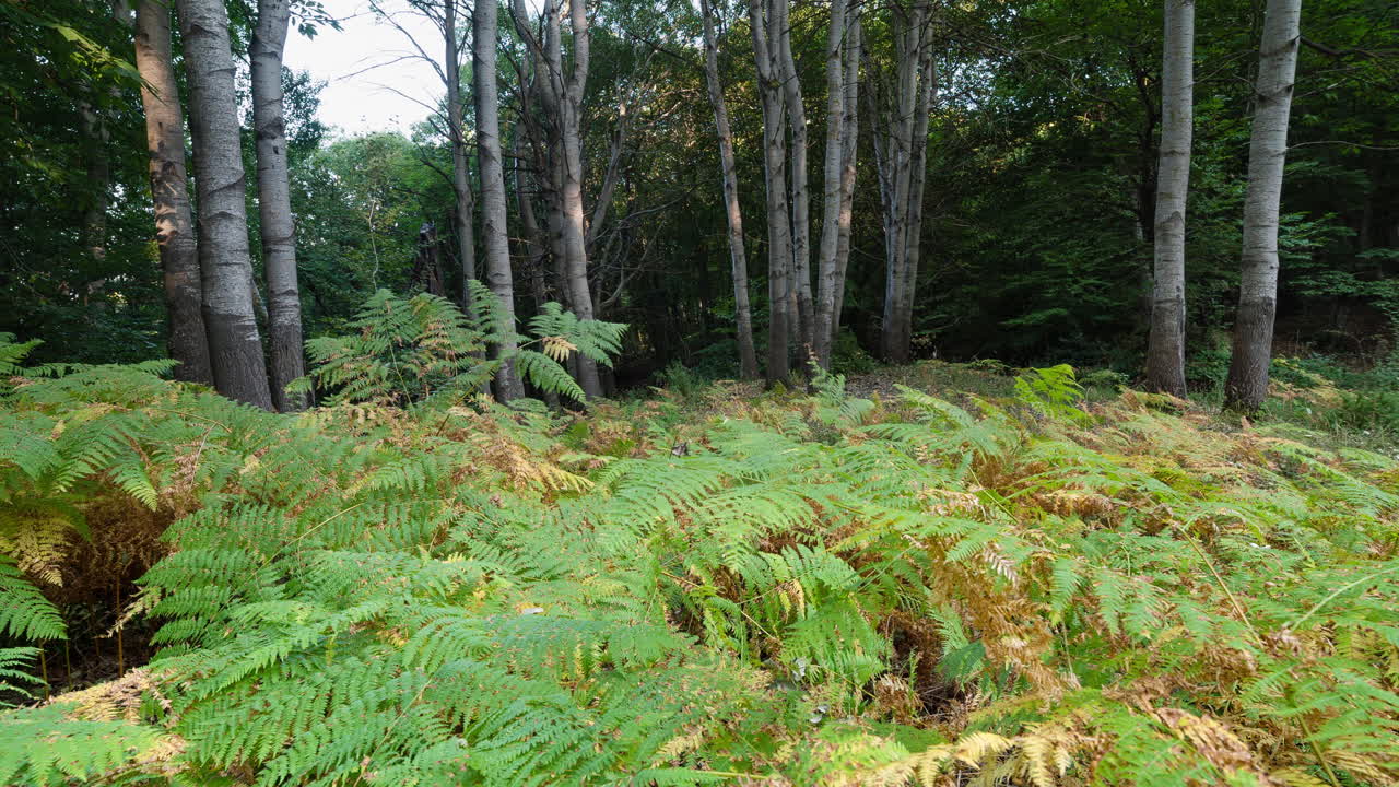 seguimiento de movimiento timelapse hermoso bosque de otoño deslizándose a la izquierda helecho en primer plano