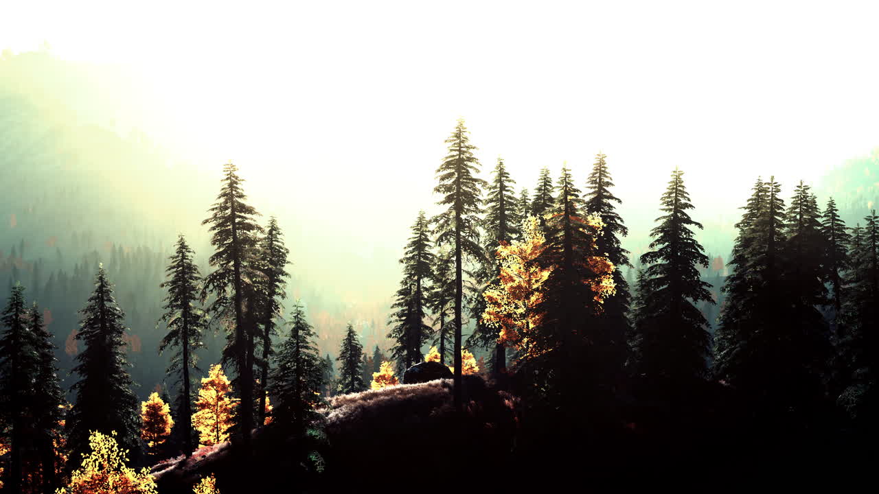 해가 뜨는 아름다운 숲