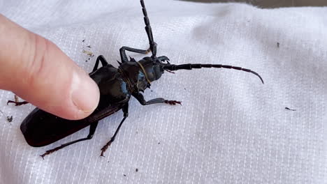 human finger strokes a large black beetle sitting on white cloth