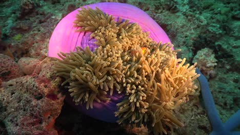 clownfish swimming in pink sea anemone on tropical coral reef