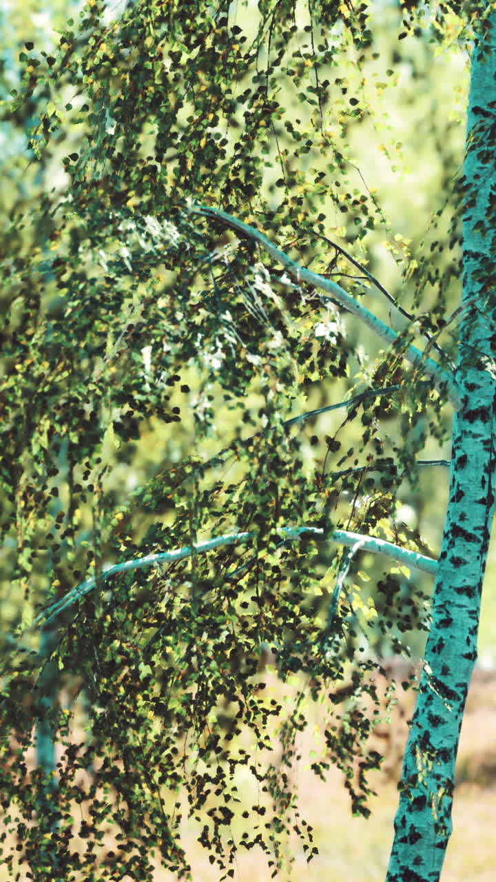 primer plano del tronco y las ramas del abedul