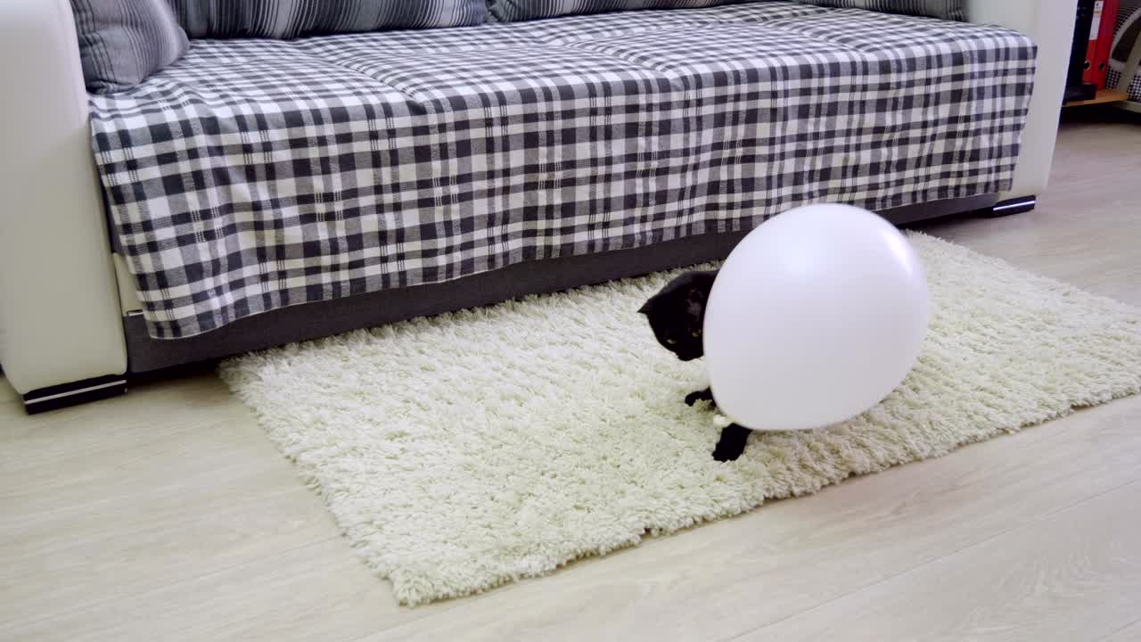 Domestic animals. One black cat playing with a white balloon. 4K