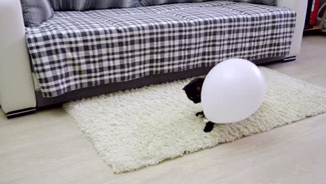 animales domésticos. un gato negro jugando con un globo blanco. 4k