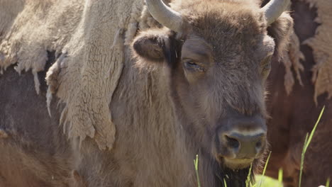 Primer-Plano-Sobre-Un-Bisonte-Europeo-Relajado-Tomando-El-Sol,-Despojándose-De-Su-Pelaje-De-Invierno-Peludo