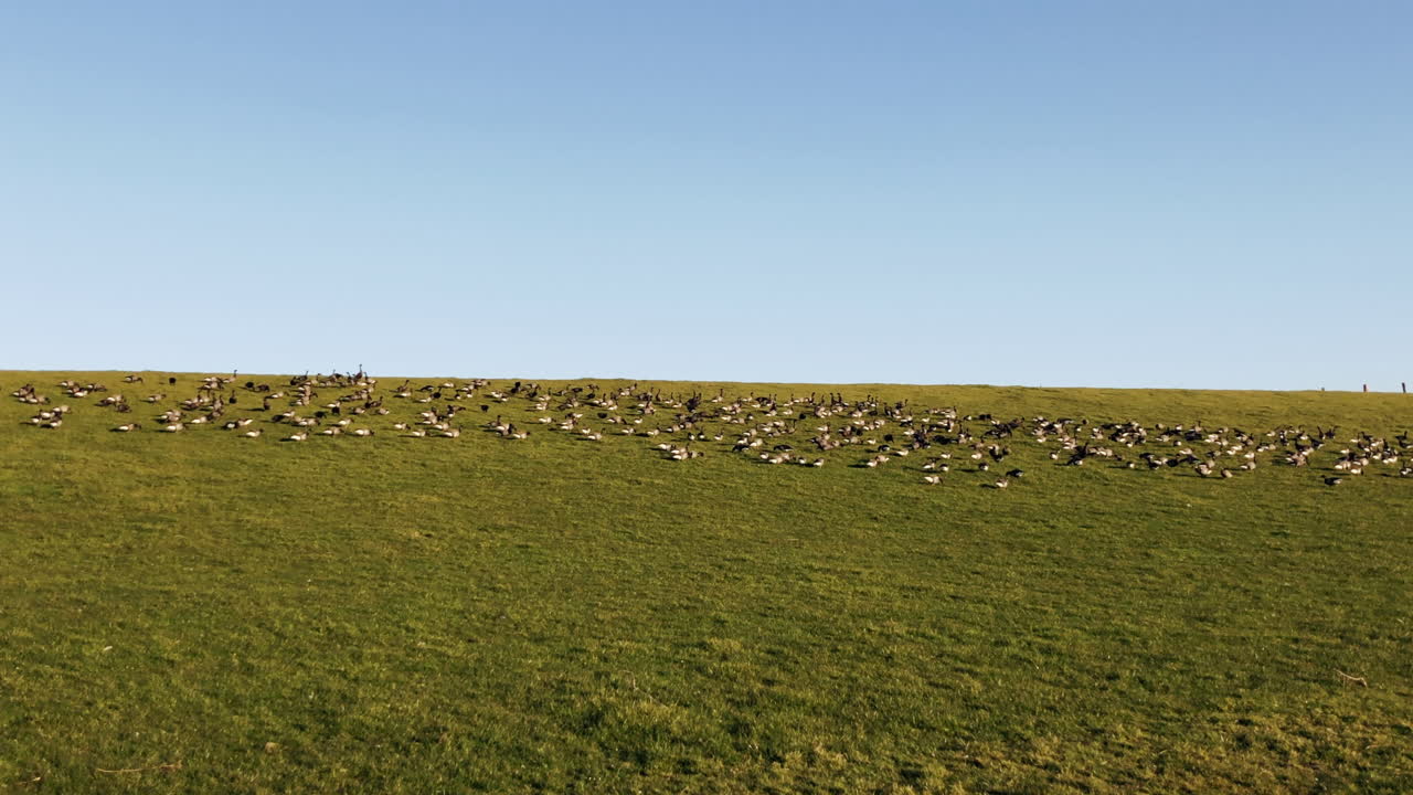 miles de gansos salvajes caminando sobre un dique en el mar del norte