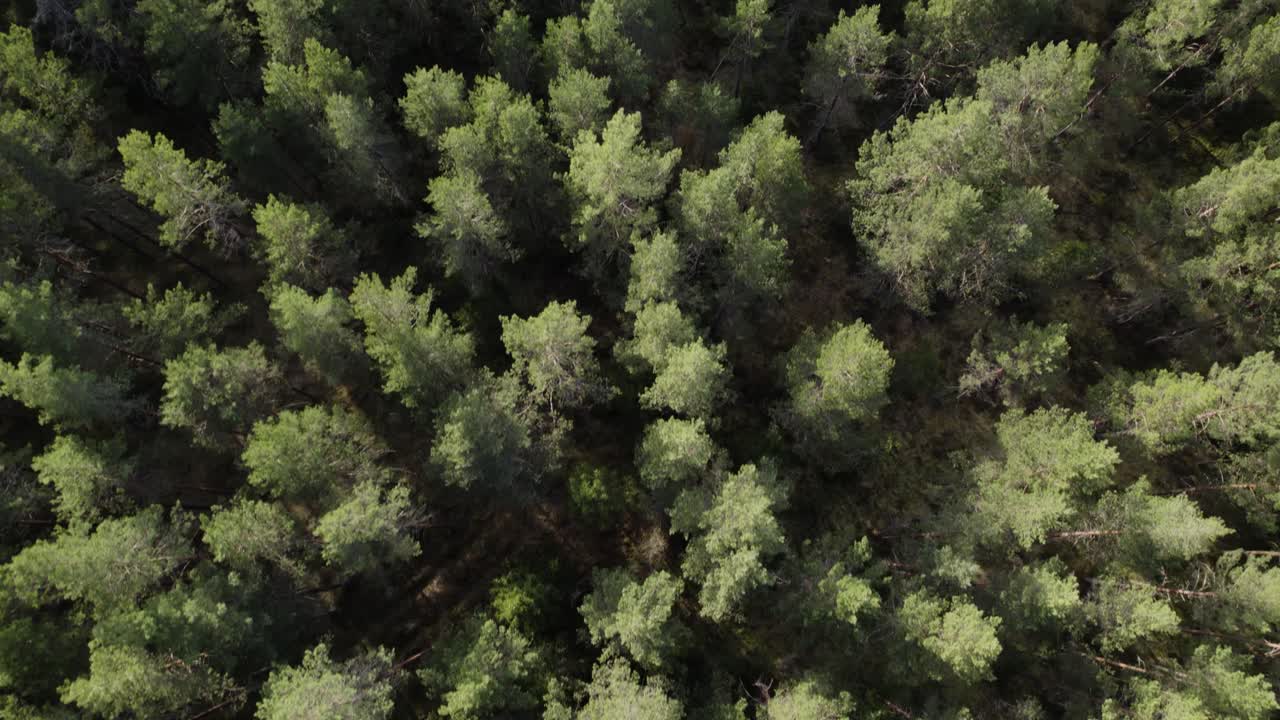 Drone top down view of pine tree forest canopy of sharp greens, shadowed understory