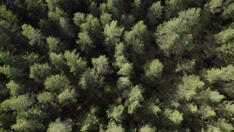 drone top down view of pine tree forest canopy of sharp greens, shadowed understory