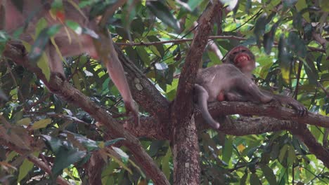 macaque monkey interrupted while sleeping