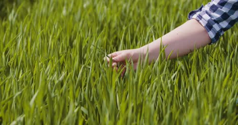 Landwirtschaftsfrauenhand,-Die-Weizenernten-Auf-Bauernhof-6-Berührt