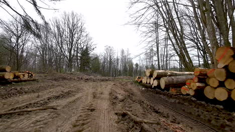 staked round wood and marked raw timber logs organized in piles near felling site in forest - gimbal forward