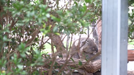 Koala-Australiano-Durmiendo-En-Un-árbol-En-Cautiverio