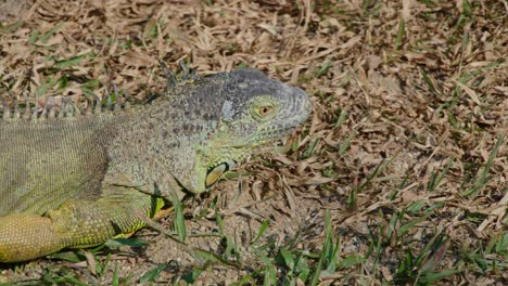iguana on the ground