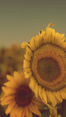 beautiful sunflowers in a field