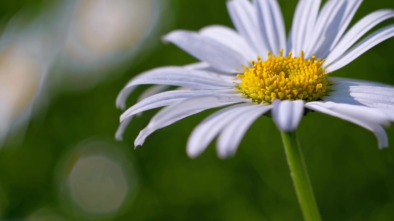 Primo piano di un fiore di margherita bianca in un prato verde