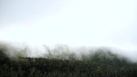 dramatic silhouette of an old dark forest in fog and smoke